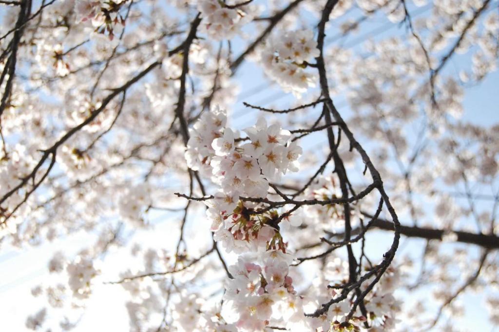 【　桜の季節🌸　】